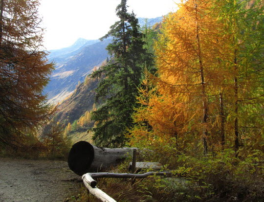 Virgental Herbst 07 Virgental Herbst 07