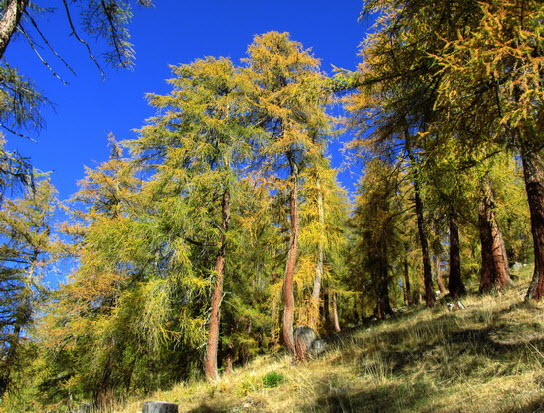 Virgental Herbst 18 Virgental Herbst 18