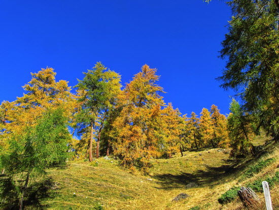 Virgental Herbst 19 Virgental Herbst 19