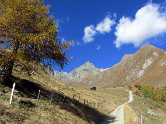 Virgental Herbst 24 Virgental Herbst 24