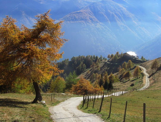 Virgental Herbst 26 Virgental Herbst 26