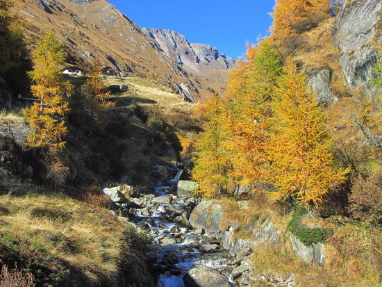 Virgental Herbst 31 Virgental Herbst 31