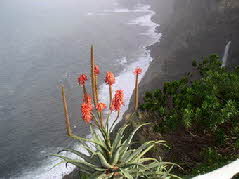 Madeira  im zeitigen Frühjahr -  Mountain Dreams