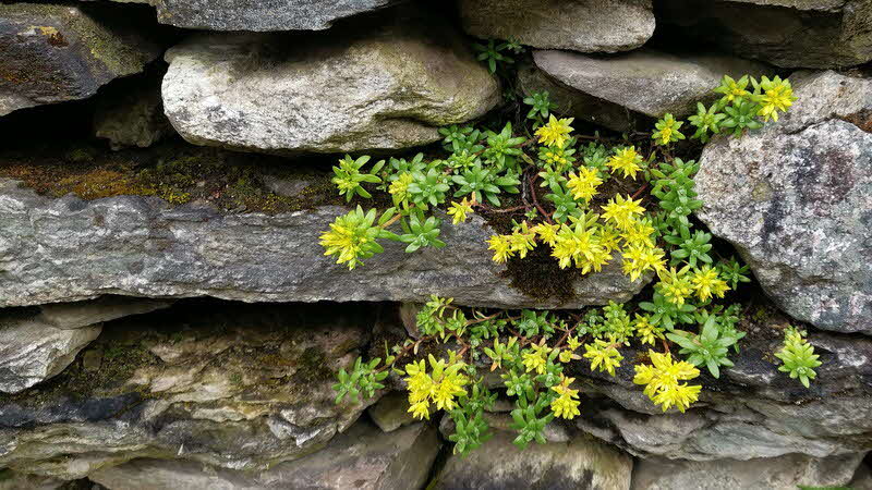 Manaslu Blumen Conservation Area - 01