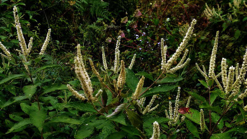 Manaslu Blumen Conservation Area - 02