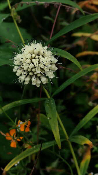 Manaslu Blumen Conservation Area - 05