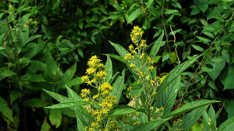 Manaslu Blumen Conservation Area - 07