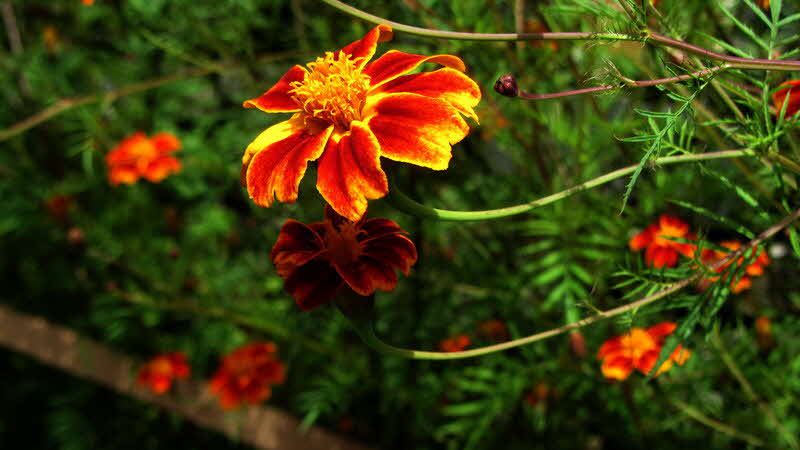 Manaslu Blumen Conservation Area - 08