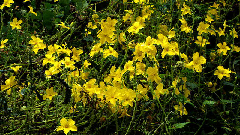 Manaslu Blumen Conservation Area - 10