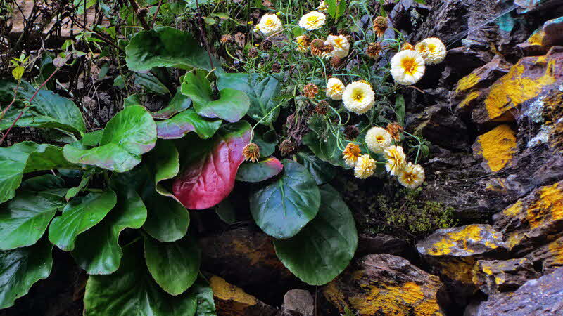 Manaslu Blumen Conservation Area - 11