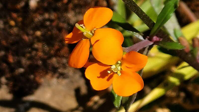 Manaslu Blumen Conservation Area - 12