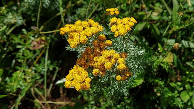 Manaslu Blumen Conservation Area - 13