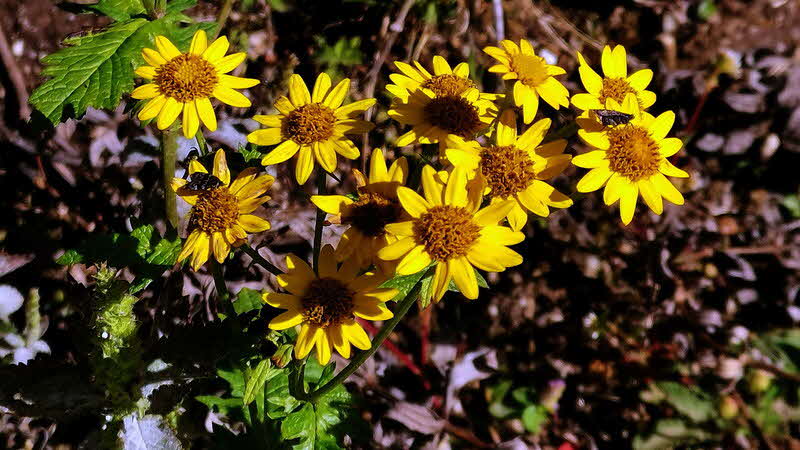 Manaslu Blumen Conservation Area - 14