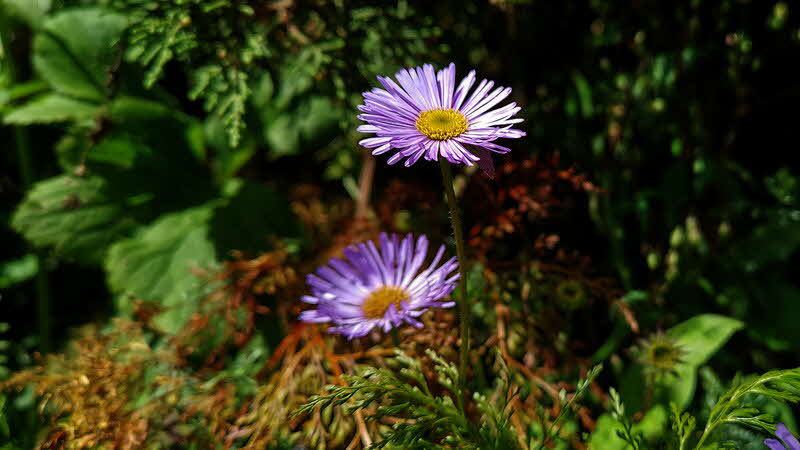 Manaslu Blumen Conservation Area - 15