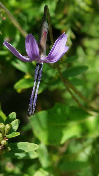 Manaslu Blumen Conservation Area - 16