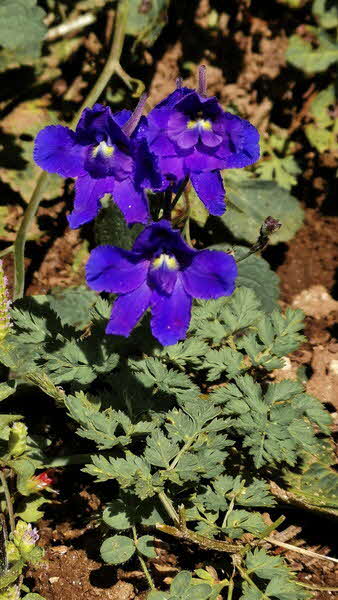 Manaslu Blumen Conservation Area - 17
