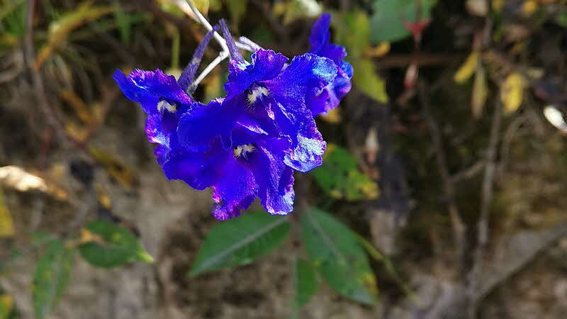 Manaslu Blumen Conservation Area - 19