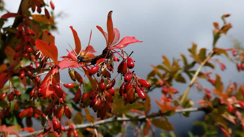 Manaslu Blumen Conservation Area - 21