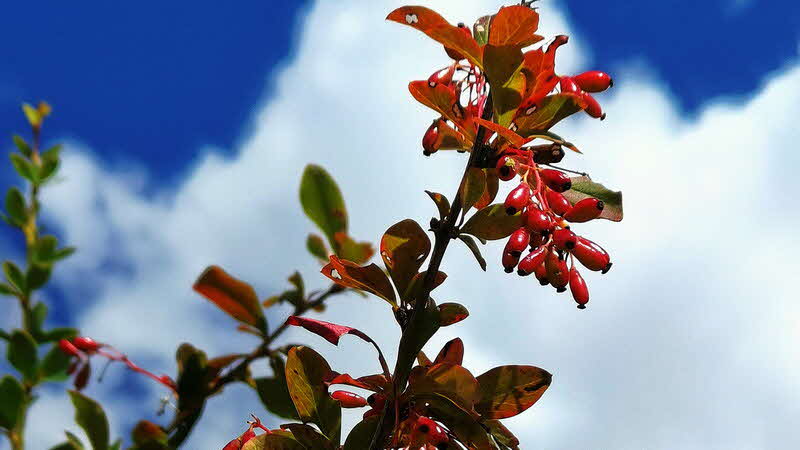 Manaslu Blumen Conservation Area - 22