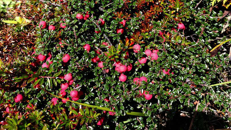 Manaslu Blumen Conservation Area - 24