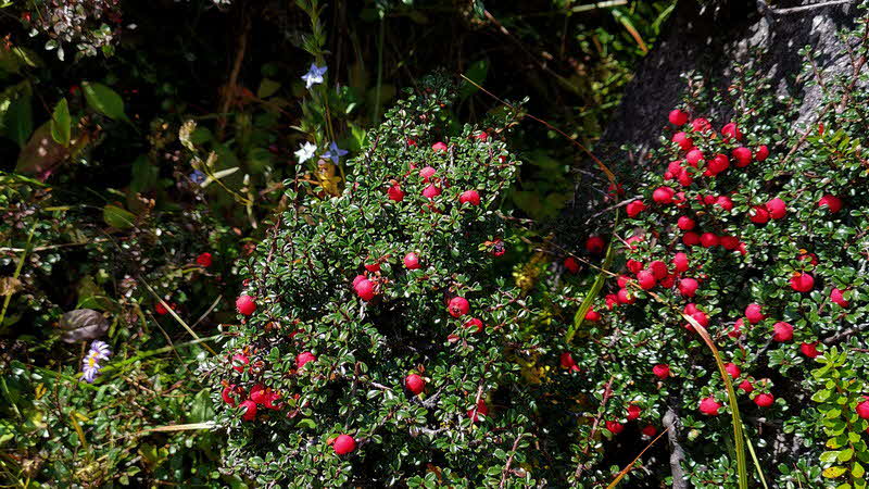 Manaslu Blumen Conservation Area - 25