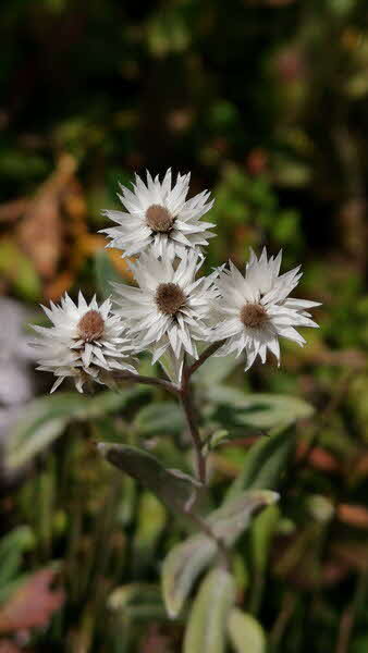 Manaslu Blumen Conservation Area - 28