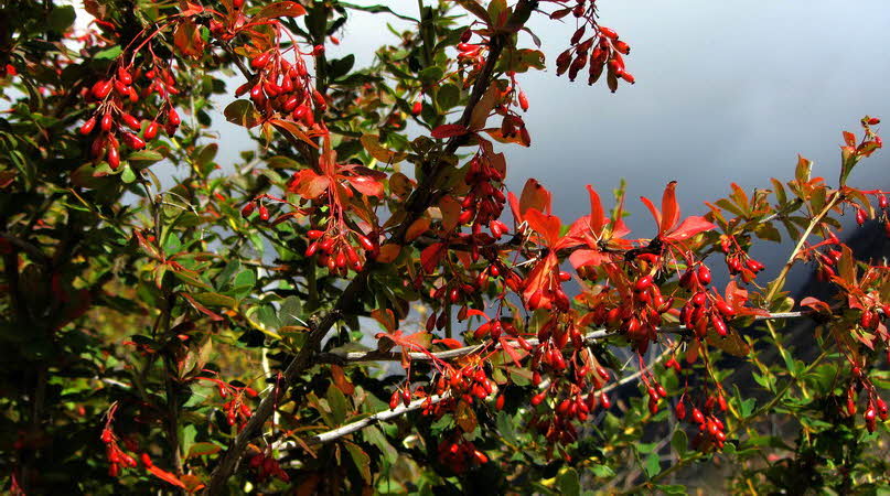 Manaslu Blumen Conservation Area - 30