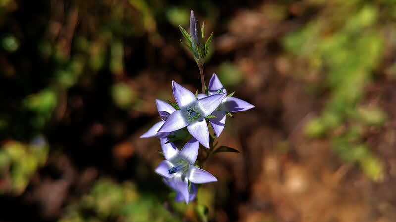 Manaslu Blumen Conservation Area - 37