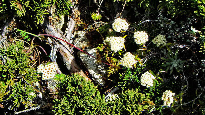 Manaslu Blumen Conservation Area - 39