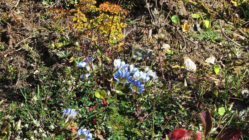 Manaslu Blumen Conservation Area - 40