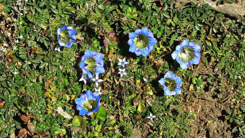Manaslu Blumen Conservation Area - 41