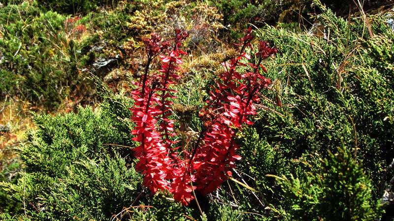 Manaslu Blumen Conservation Area - 42
