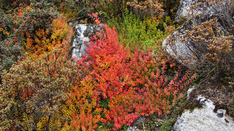 Manaslu Blumen Conservation Area - 44