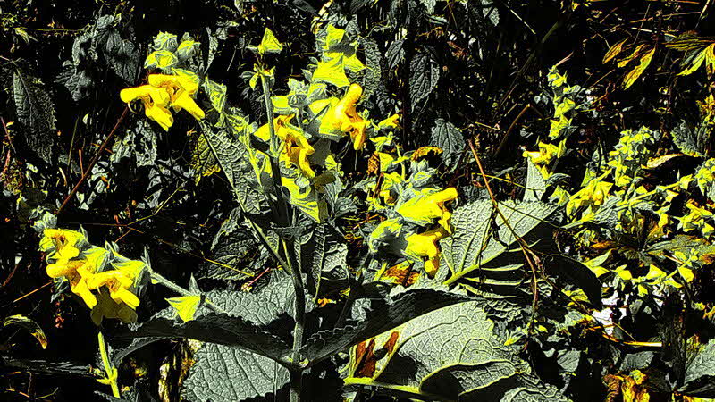Manaslu Blumen Conservation Area - 45