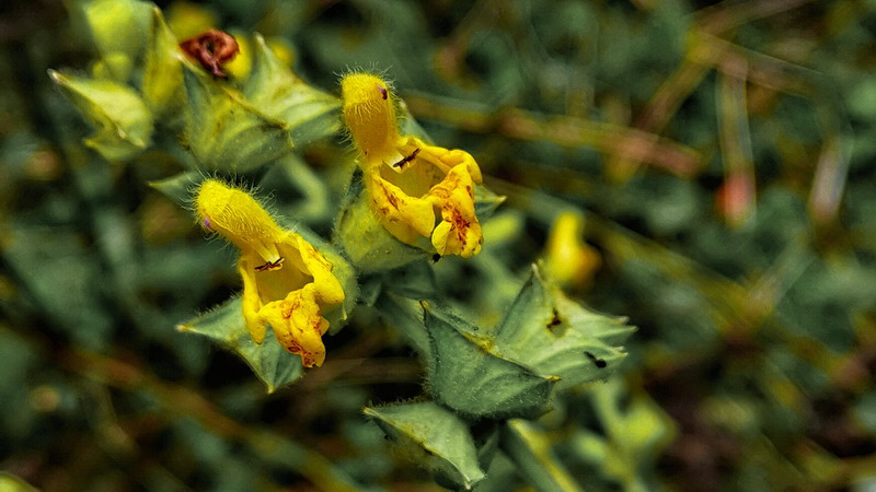Manaslu Blumen Conservation Area - 46