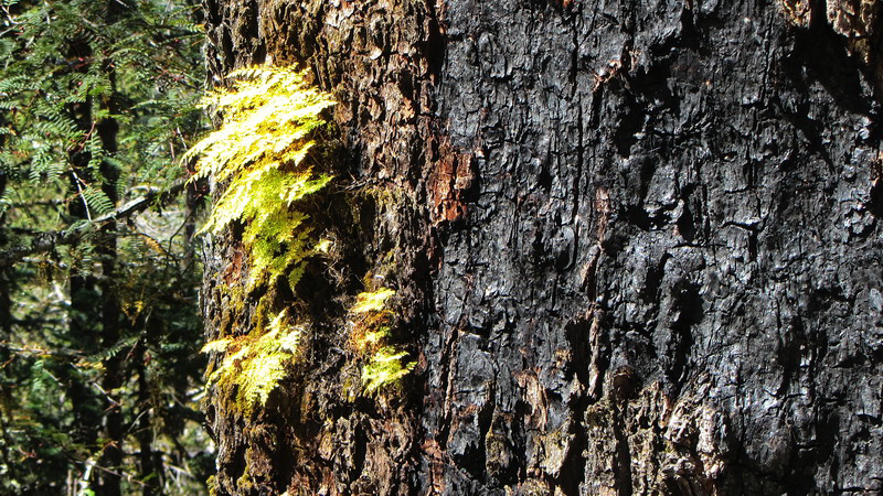 Manaslu Blumen Conservation Area - 48
