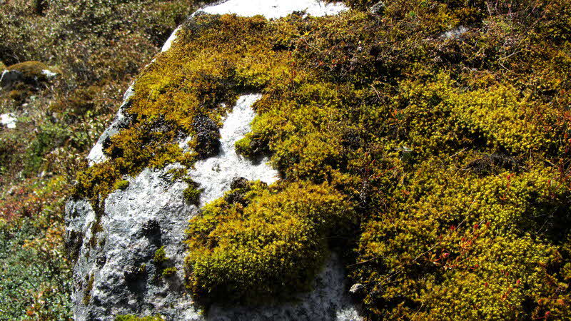 Manaslu Blumen Conservation Area - 51