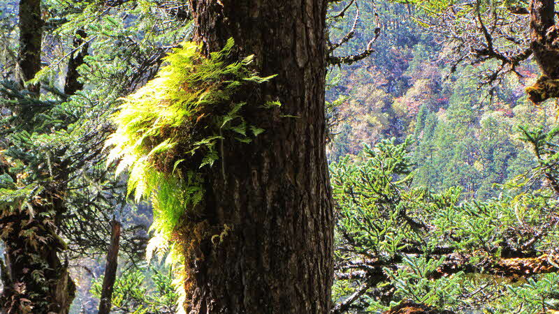 Manaslu Blumen Conservation Area - 53