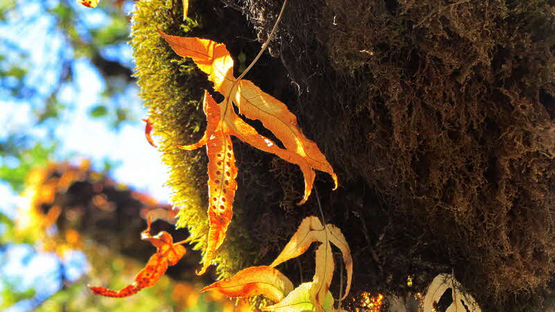 Manaslu Blumen Conservation Area - 54