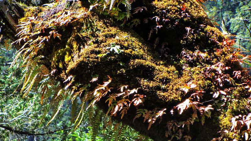 Manaslu Blumen Conservation Area - 55