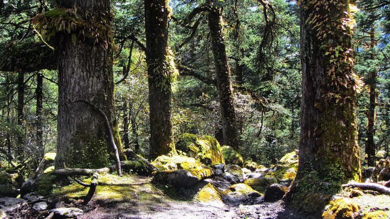 Manaslu Blumen Conservation Area - 56