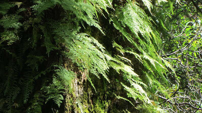 Manaslu Blumen Conservation Area - 58