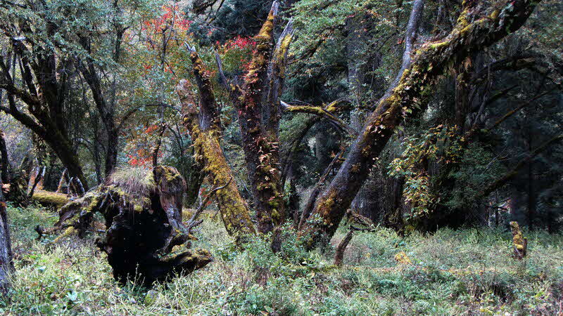 Manaslu Blumen Conservation Area - 60