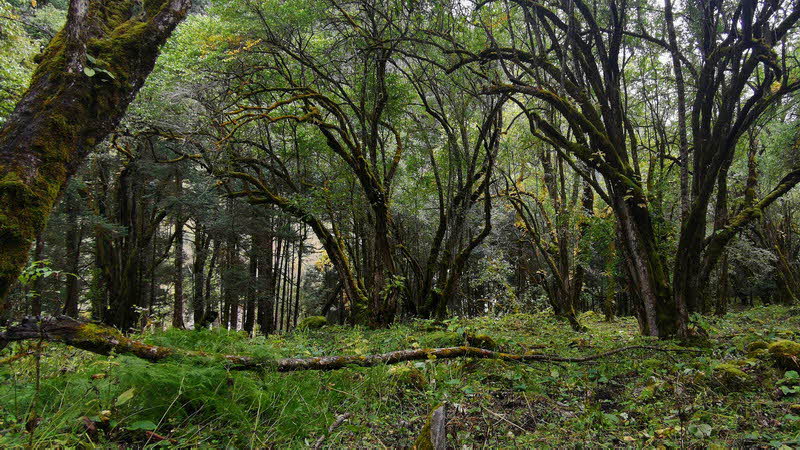 Manaslu Blumen Conservation Area - 61