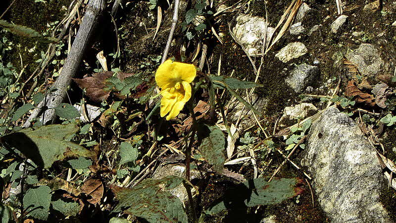 Manaslu Blumen Conservation Area - 62