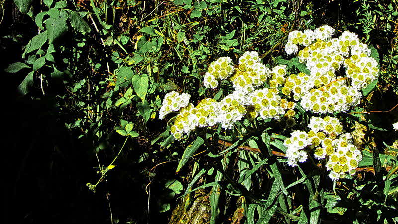 Manaslu Blumen Conservation Area - 63