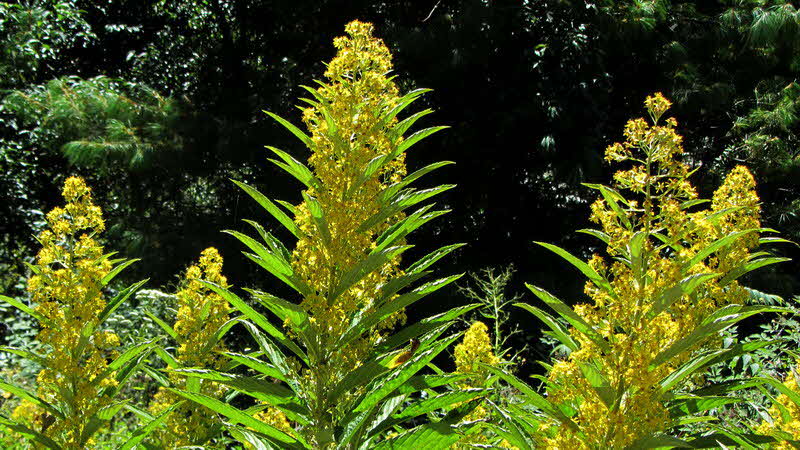 Manaslu Blumen Conservation Area - 66