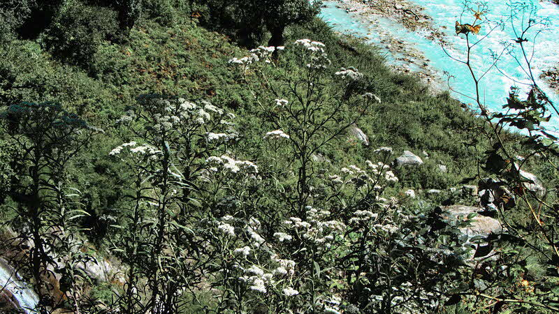 Manaslu Blumen Conservation Area - 67