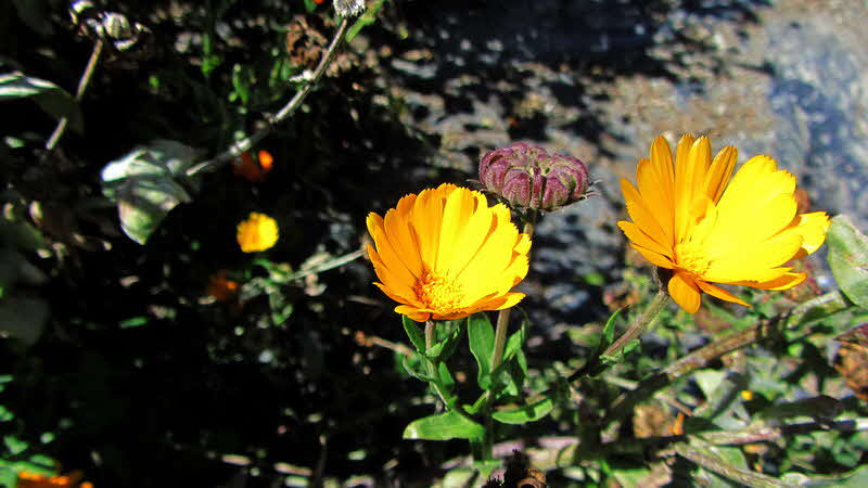 Manaslu Blumen Conservation Area - 69