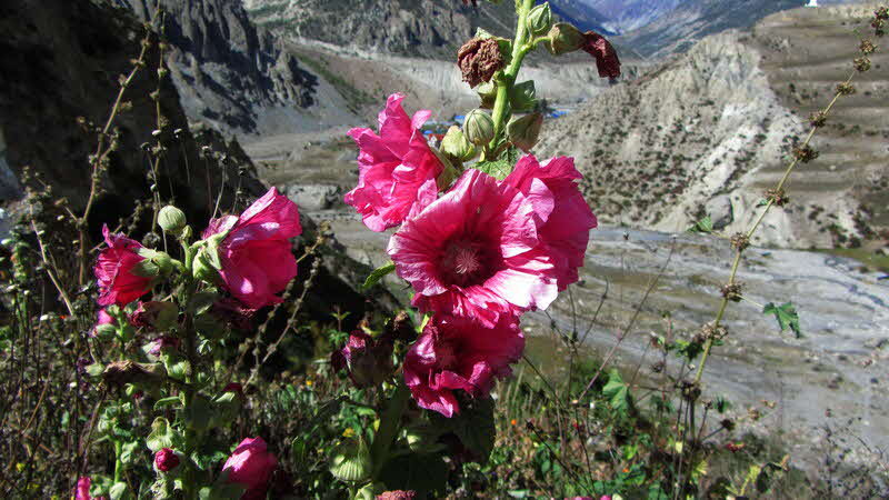 Manaslu Blumen Conservation Area - 70